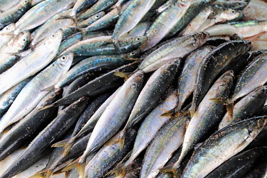 Mackerel and other oily fish have namy health benefits and are cheap and widely available