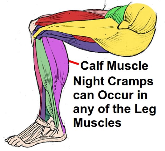 Night cramps can develop in any of the
leg muscles but the calf muscle is the commonest. Original Graphic - janderson99