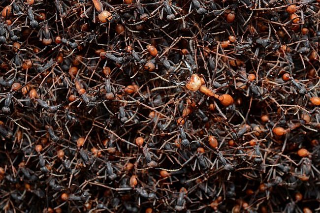 Army ants forming a bivouac