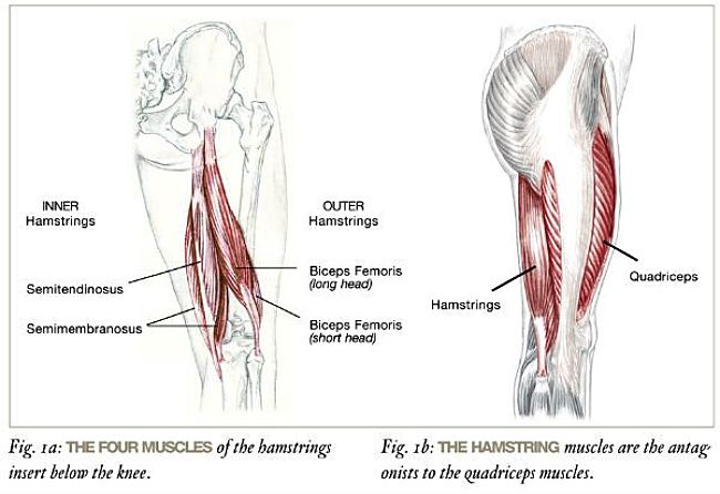 The hamstring muscles - see where they are and their relationship