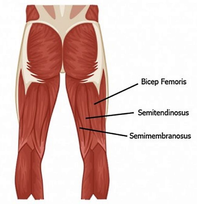 More about the hamstring muscles