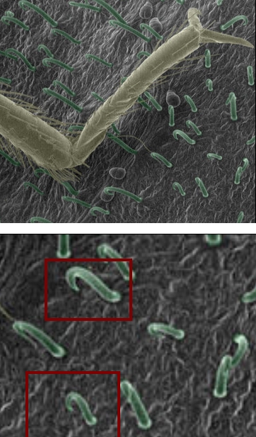 Tiny hooked spines on bean leaves ensnare the legs of bedbugs