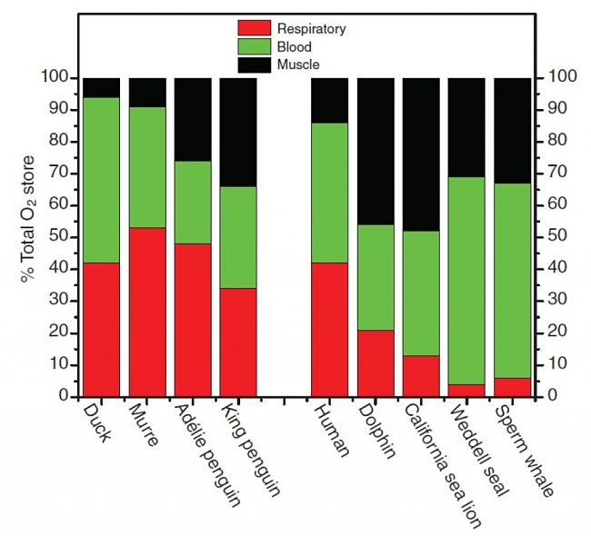 Oxygen Stores in bodies of the best Mammalian Divers