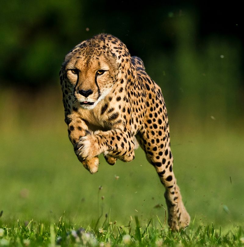 Cheetah running