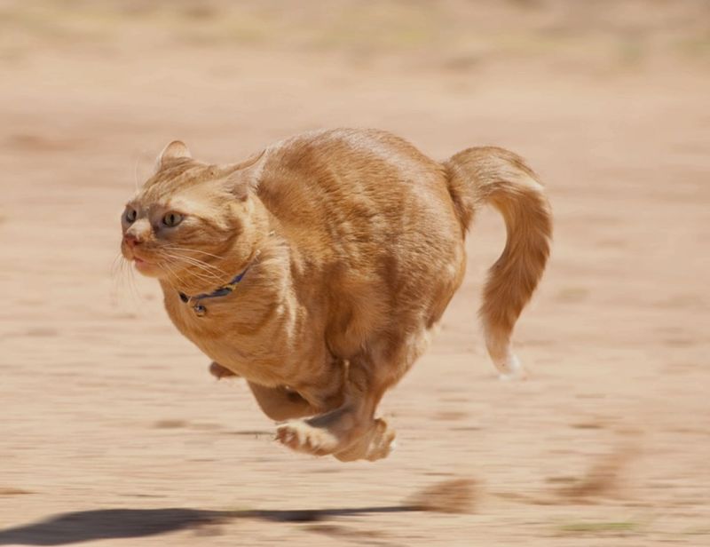 Cat running