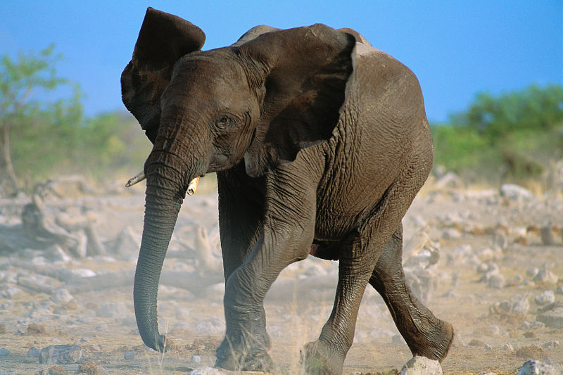 Elephant running