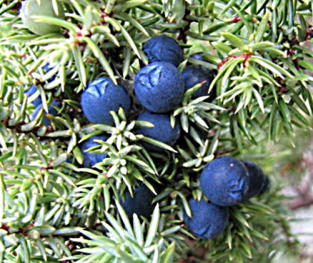 Juniper Berries ripe for picking