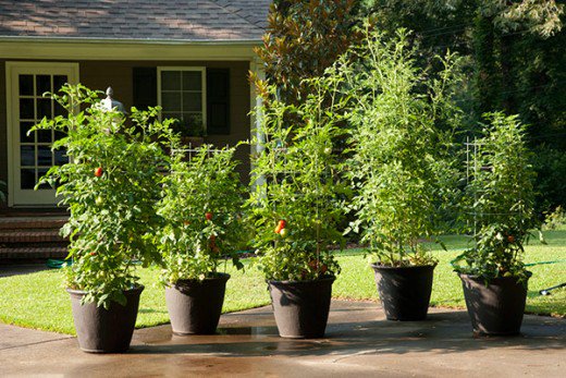 Large trees and shrubs in small pots are inevitably root bound and are not a good buy at nurseries for transplanting in your garden