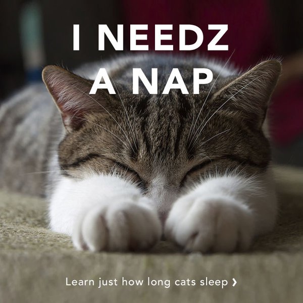 Animals need sleep as well - Image 1